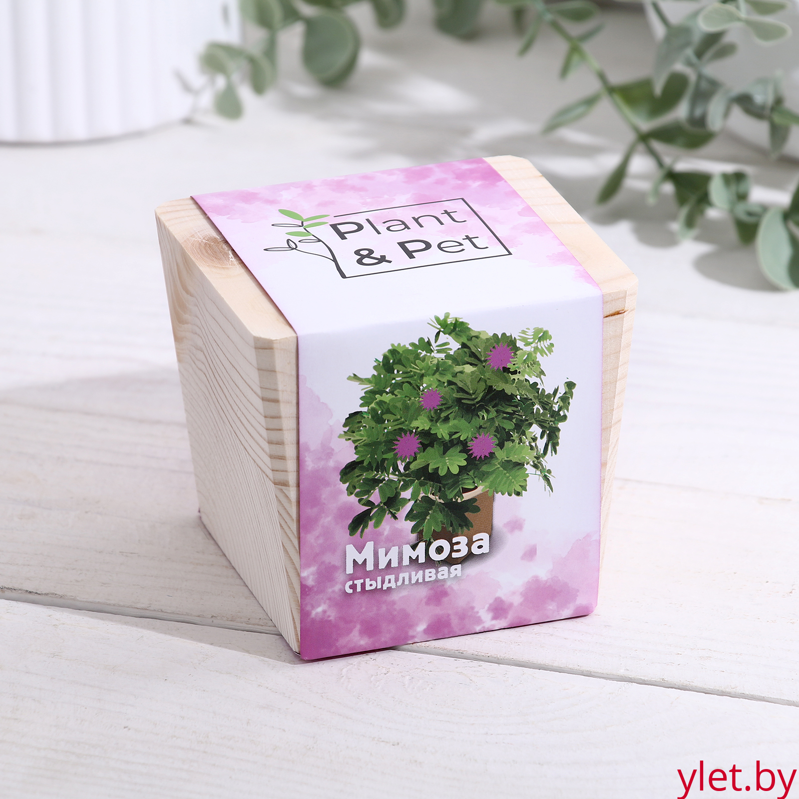 Набор для выращивания "Мимоза стыдливая"