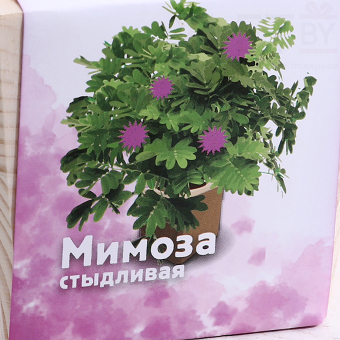 Набор для выращивания "Мимоза стыдливая"