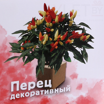 Набор для выращивания "Перчик декоративный"